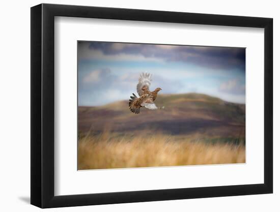 Red grouse in flight over moorland, Yorkshire, UK-Ben Hall-Framed Photographic Print