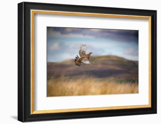 Red grouse in flight over moorland, Yorkshire, UK-Ben Hall-Framed Photographic Print