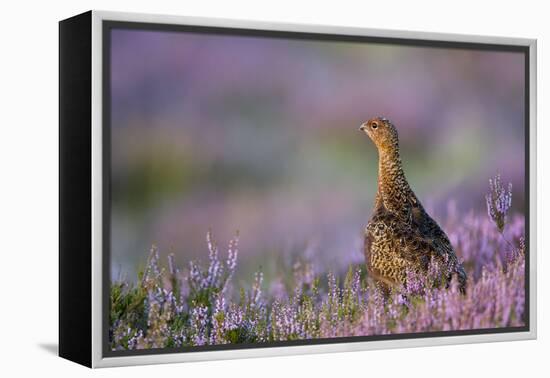 Red Grouse in Pink and Purple Heather-null-Framed Premier Image Canvas