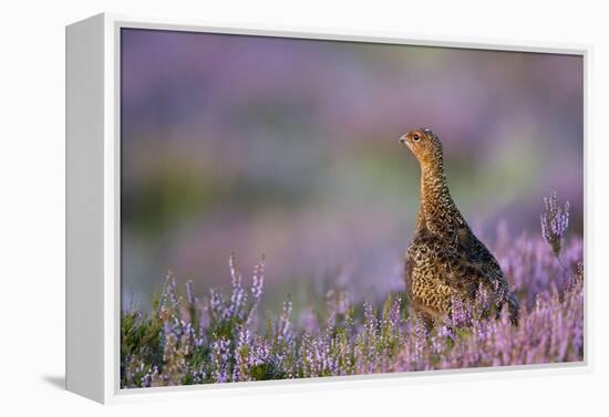 Red Grouse in Pink and Purple Heather-null-Framed Premier Image Canvas