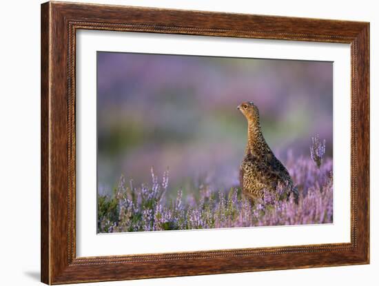 Red Grouse in Pink and Purple Heather-null-Framed Photographic Print