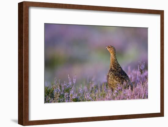 Red Grouse in Pink and Purple Heather-null-Framed Photographic Print
