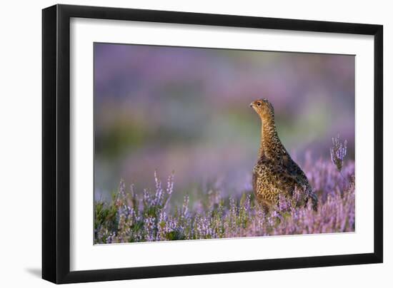 Red Grouse in Pink and Purple Heather-null-Framed Photographic Print