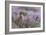 Red grouse in the heather, Scotland, United Kingdom, Europe-Karen Deakin-Framed Photographic Print