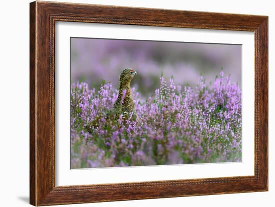 Red grouse in the heather, Scotland, United Kingdom, Europe-Karen Deakin-Framed Photographic Print