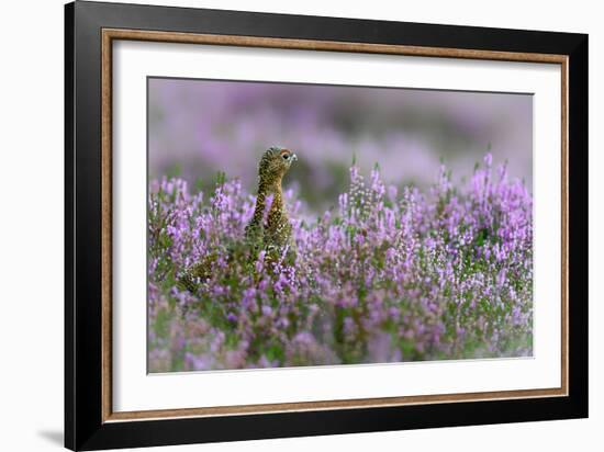 Red grouse in the heather, Scotland, United Kingdom, Europe-Karen Deakin-Framed Photographic Print