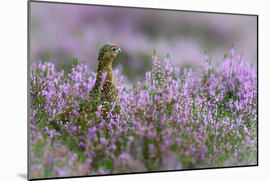Red grouse in the heather, Scotland, United Kingdom, Europe-Karen Deakin-Mounted Photographic Print