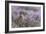 Red grouse in the heather, Scotland, United Kingdom, Europe-Karen Deakin-Framed Photographic Print