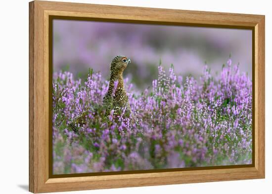 Red grouse in the heather, Scotland, United Kingdom, Europe-Karen Deakin-Framed Premier Image Canvas