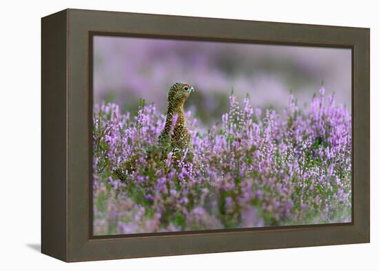 Red grouse in the heather, Scotland, United Kingdom, Europe-Karen Deakin-Framed Premier Image Canvas