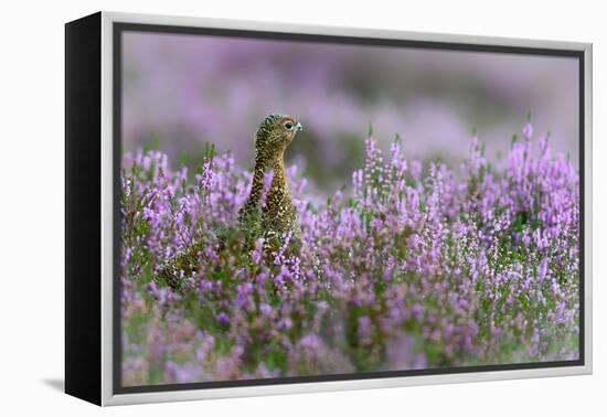 Red grouse in the heather, Scotland, United Kingdom, Europe-Karen Deakin-Framed Premier Image Canvas