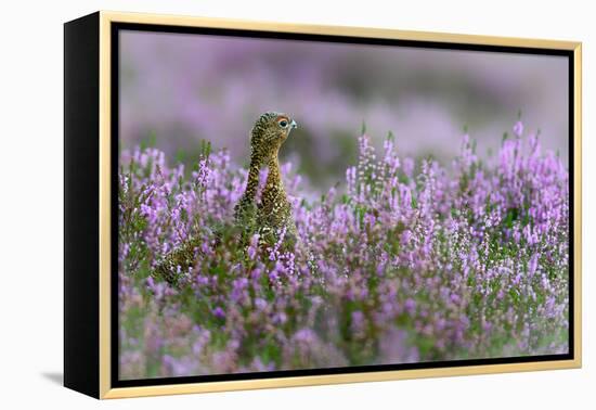 Red grouse in the heather, Scotland, United Kingdom, Europe-Karen Deakin-Framed Premier Image Canvas