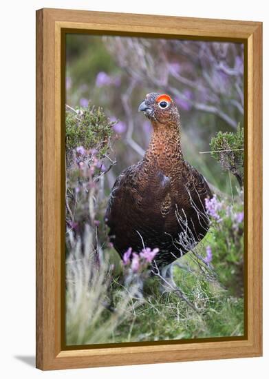 Red Grouse (Lagopus Lagopus) Male, in Heather, County Durham, England, United Kingdom, Europe-Ann and Steve Toon-Framed Premier Image Canvas