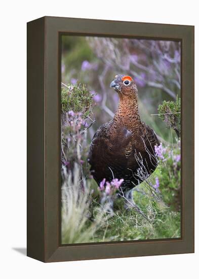 Red Grouse (Lagopus Lagopus) Male, in Heather, County Durham, England, United Kingdom, Europe-Ann and Steve Toon-Framed Premier Image Canvas
