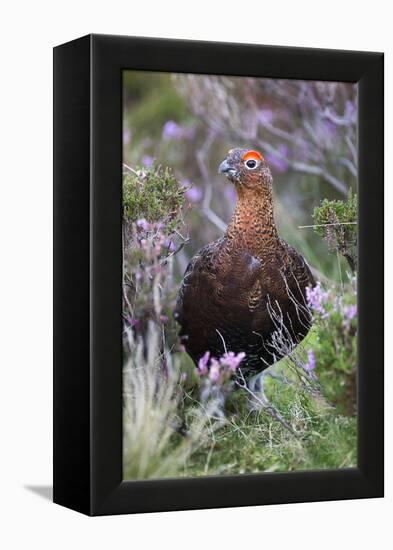 Red Grouse (Lagopus Lagopus) Male, in Heather, County Durham, England, United Kingdom, Europe-Ann and Steve Toon-Framed Premier Image Canvas