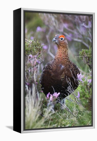 Red Grouse (Lagopus Lagopus) Male, in Heather, County Durham, England, United Kingdom, Europe-Ann and Steve Toon-Framed Premier Image Canvas