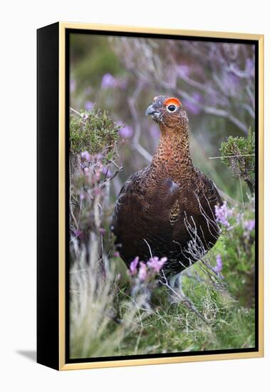 Red Grouse (Lagopus Lagopus) Male, in Heather, County Durham, England, United Kingdom, Europe-Ann and Steve Toon-Framed Premier Image Canvas