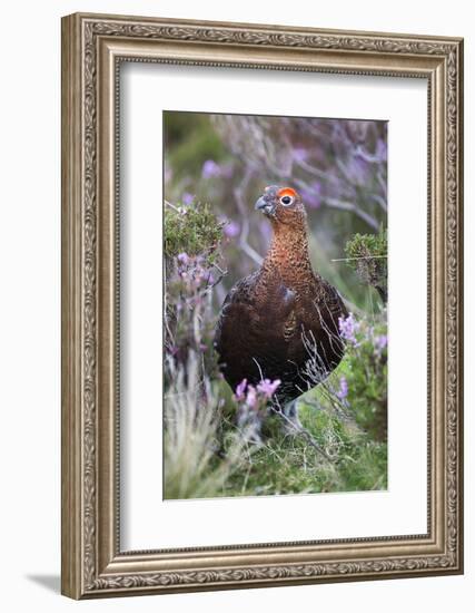 Red Grouse (Lagopus Lagopus) Male, in Heather, County Durham, England, United Kingdom, Europe-Ann and Steve Toon-Framed Photographic Print