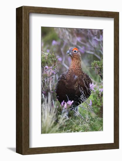 Red Grouse (Lagopus Lagopus) Male, in Heather, County Durham, England, United Kingdom, Europe-Ann and Steve Toon-Framed Photographic Print