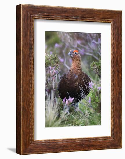 Red Grouse (Lagopus Lagopus) Male, in Heather, County Durham, England, United Kingdom, Europe-Ann and Steve Toon-Framed Photographic Print