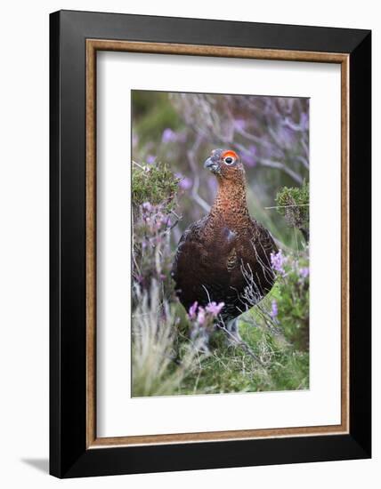 Red Grouse (Lagopus Lagopus) Male, in Heather, County Durham, England, United Kingdom, Europe-Ann and Steve Toon-Framed Photographic Print