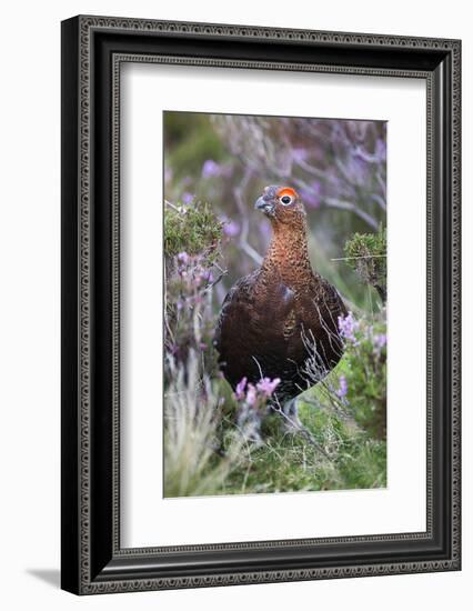 Red Grouse (Lagopus Lagopus) Male, in Heather, County Durham, England, United Kingdom, Europe-Ann and Steve Toon-Framed Photographic Print