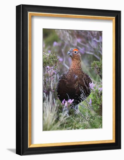 Red Grouse (Lagopus Lagopus) Male, in Heather, County Durham, England, United Kingdom, Europe-Ann and Steve Toon-Framed Photographic Print