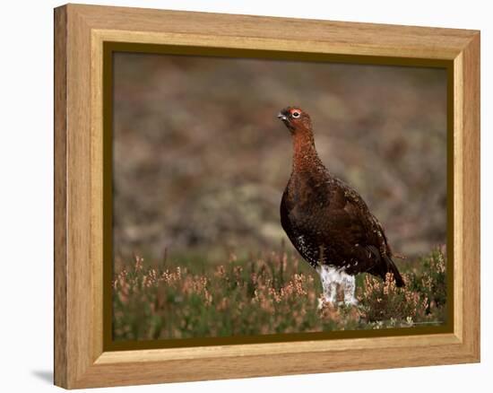 Red Grouse (Lagopus Lagopus), North Yorkshire, Yorkshire, England, United Kingdom-Steve & Ann Toon-Framed Premier Image Canvas