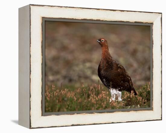 Red Grouse (Lagopus Lagopus), North Yorkshire, Yorkshire, England, United Kingdom-Steve & Ann Toon-Framed Premier Image Canvas