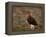 Red Grouse (Lagopus Lagopus), North Yorkshire, Yorkshire, England, United Kingdom-Steve & Ann Toon-Framed Premier Image Canvas