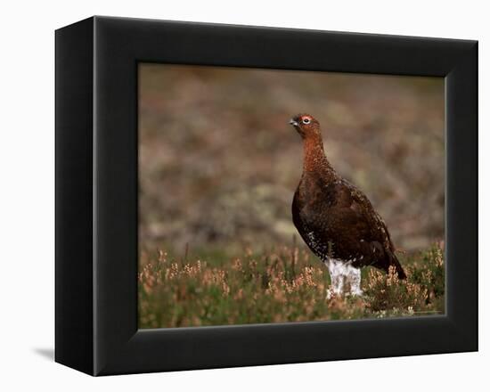 Red Grouse (Lagopus Lagopus), North Yorkshire, Yorkshire, England, United Kingdom-Steve & Ann Toon-Framed Premier Image Canvas