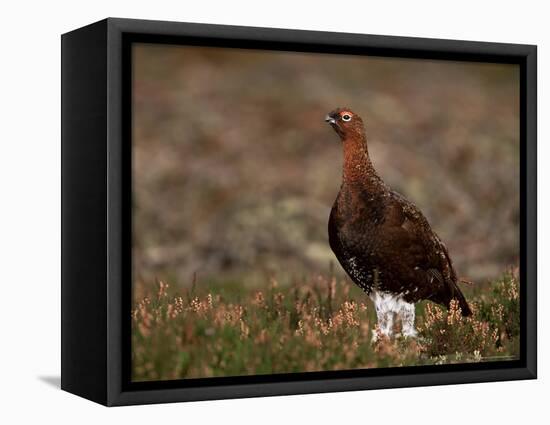 Red Grouse (Lagopus Lagopus), North Yorkshire, Yorkshire, England, United Kingdom-Steve & Ann Toon-Framed Premier Image Canvas