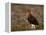 Red Grouse (Lagopus Lagopus), North Yorkshire, Yorkshire, England, United Kingdom-Steve & Ann Toon-Framed Premier Image Canvas