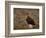 Red Grouse (Lagopus Lagopus), North Yorkshire, Yorkshire, England, United Kingdom-Steve & Ann Toon-Framed Photographic Print