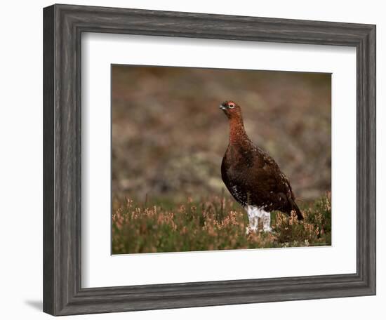 Red Grouse (Lagopus Lagopus), North Yorkshire, Yorkshire, England, United Kingdom-Steve & Ann Toon-Framed Photographic Print