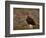 Red Grouse (Lagopus Lagopus), North Yorkshire, Yorkshire, England, United Kingdom-Steve & Ann Toon-Framed Photographic Print