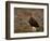 Red Grouse (Lagopus Lagopus), North Yorkshire, Yorkshire, England, United Kingdom-Steve & Ann Toon-Framed Photographic Print