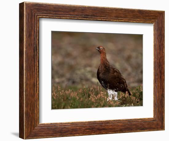 Red Grouse (Lagopus Lagopus), North Yorkshire, Yorkshire, England, United Kingdom-Steve & Ann Toon-Framed Photographic Print