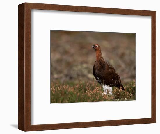 Red Grouse (Lagopus Lagopus), North Yorkshire, Yorkshire, England, United Kingdom-Steve & Ann Toon-Framed Photographic Print