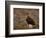 Red Grouse (Lagopus Lagopus), North Yorkshire, Yorkshire, England, United Kingdom-Steve & Ann Toon-Framed Photographic Print