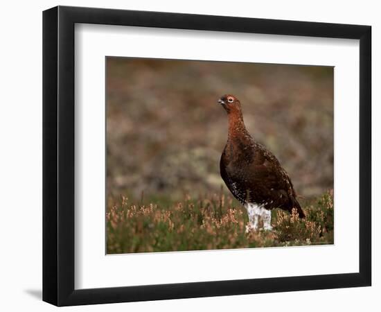 Red Grouse (Lagopus Lagopus), North Yorkshire, Yorkshire, England, United Kingdom-Steve & Ann Toon-Framed Photographic Print