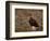 Red Grouse (Lagopus Lagopus), North Yorkshire, Yorkshire, England, United Kingdom-Steve & Ann Toon-Framed Photographic Print