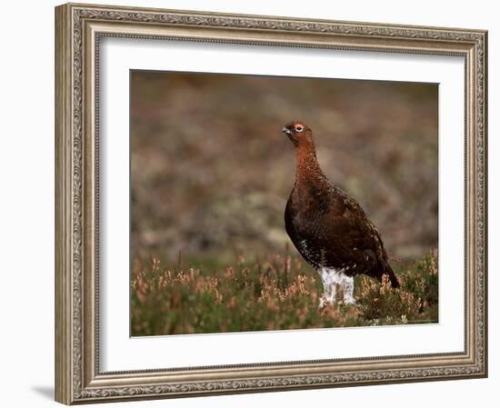 Red Grouse (Lagopus Lagopus), North Yorkshire, Yorkshire, England, United Kingdom-Steve & Ann Toon-Framed Photographic Print