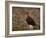 Red Grouse (Lagopus Lagopus), North Yorkshire, Yorkshire, England, United Kingdom-Steve & Ann Toon-Framed Photographic Print