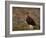 Red Grouse (Lagopus Lagopus), North Yorkshire, Yorkshire, England, United Kingdom-Steve & Ann Toon-Framed Photographic Print