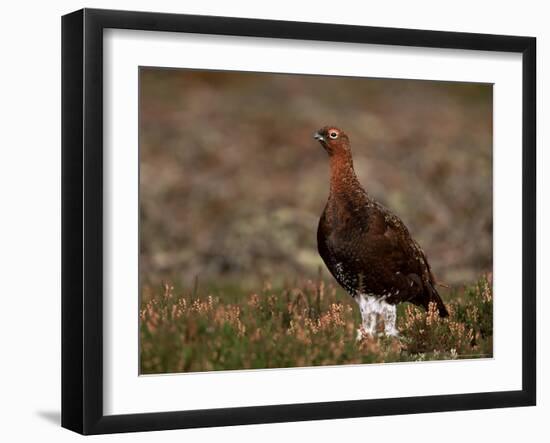 Red Grouse (Lagopus Lagopus), North Yorkshire, Yorkshire, England, United Kingdom-Steve & Ann Toon-Framed Photographic Print