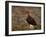 Red Grouse (Lagopus Lagopus), North Yorkshire, Yorkshire, England, United Kingdom-Steve & Ann Toon-Framed Photographic Print