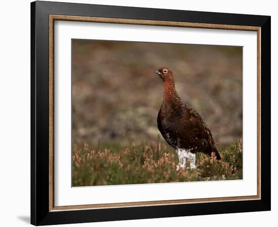 Red Grouse (Lagopus Lagopus), North Yorkshire, Yorkshire, England, United Kingdom-Steve & Ann Toon-Framed Photographic Print