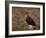 Red Grouse (Lagopus Lagopus), North Yorkshire, Yorkshire, England, United Kingdom-Steve & Ann Toon-Framed Photographic Print