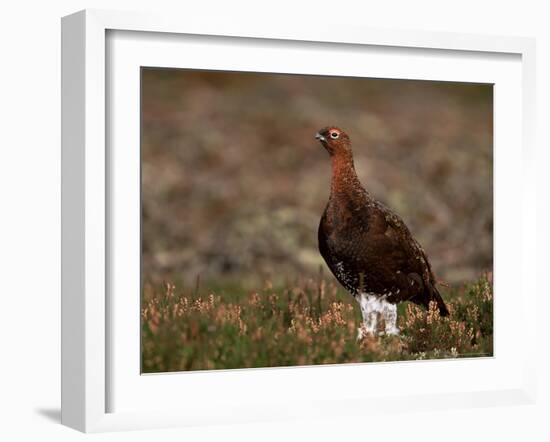 Red Grouse (Lagopus Lagopus), North Yorkshire, Yorkshire, England, United Kingdom-Steve & Ann Toon-Framed Photographic Print